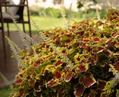 dimora-botanica-bed-and-breakfast-napoli-giardino-con-piscina-8