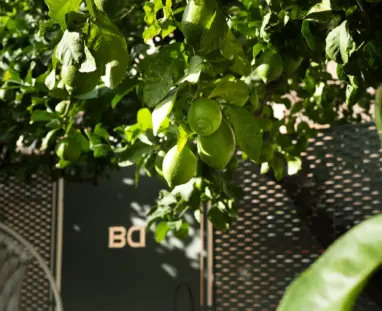 dimora-botanica-bed-and-breakfast-napoli-giardino-con-piscina-9
