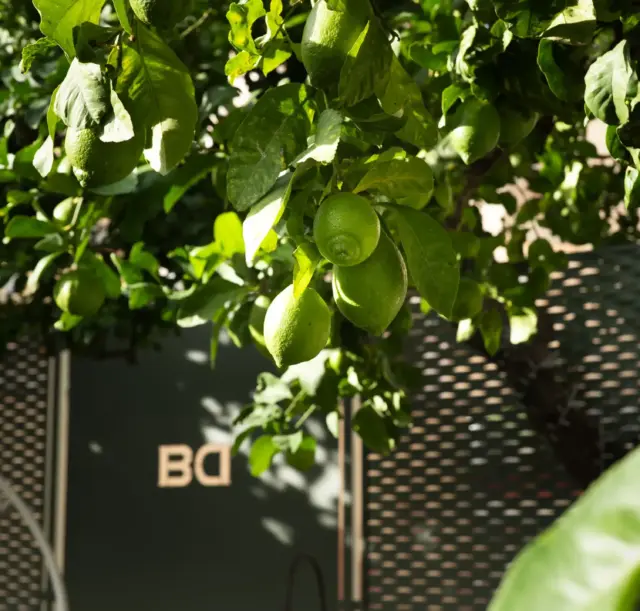 dimora-botanica-bed-and-breakfast-napoli-giardino-con-piscina-9